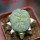 LOPHOPHORA alberto-vojtechii f. cristata, 6 cm pot, grafted
