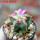 AZTEKIUM valdezii GCG 10893, clone D, own roots, 5,5 cm pot, rooted offset