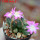 AZTEKIUM valdezii GCG 10893, clone D, own roots, 5,5 cm pot, rooted offset