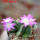 AZTEKIUM valdezii GCG 10893, clone D, own roots, 5,5 cm pot, rooted offset