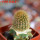 BRACHYCEREUS nesioticus clone P4, 6 cm pot, grafted offset