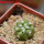 COPIAPOA columna - alba GCG 15329b, f. white spines ex Gerardo Snicer, seedling