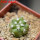 COPIAPOA columna - alba GCG 15329b, f. white spines ex Gerardo Snicer, seedling