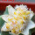 ESCOBARIA abdita GCG 10974 var. aurea, grafted