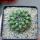 EUPHORBIA gymnocalycioides, own roots, rooted offset