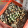 MAMMILLARIA bertholdii GCG 10006, 2 pcs. SEEDLINGS