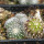 UEBELMANNIA meninensis RNK 47/2023, Serra Negra, illustrative photo