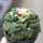 ARIOCARPUS fissuratus cv. Godzilla, 7 cm pot, grafted offset
