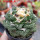 ARIOCARPUS fissuratus cv. Godzilla, 7 cm pot, grafted offset