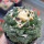 ARIOCARPUS fissuratus cv. Godzilla, 7 cm pot, grafted offset