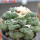 ARIOCARPUS fissuratus cv. Godzilla, 7 cm pot, grafted offset