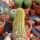 BRACHYCEREUS nesioticus 6,5 cm pot, 9 cm height, own roots, rooted cutting