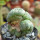 LOPHOPHORA alberto-vojtechii f. cristate, 8 cm pot, grafted offset