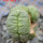 LOPHOPHORA alberto-vojtechii f. cristate, 8 cm pot, grafted offset