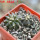 UEBELMANNIA buiningii f. green RNK 55, 5 cm pot, 2 pcs., SEEDLINGS