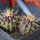 UEBELMANNIA buiningii RNK 52, 6,5 cm pot, 2 pcs. SEEDLINGS