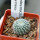 UEBELMANNIA gummifera RNK 25/2023 (HU 282, type), 5 cm pot, SEEDLING