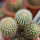 UEBELMANNIA pectinifera aff. flavispina x inhaiensis n. prov., RNK 46, Chapada, 3 pcs., SEEDLINGS