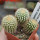 UEBELMANNIA pectinifera aff. flavispina x inhaiensis n. prov., RNK 46, Chapada, 3 pcs., SEEDLINGS