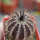 UEBELMANNIA pectinifera type form HU 106, Mendanha, 4 cm pot, SEEDLING