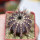 UEBELMANNIA pectinifera type form HU 106, Mendanha, 4 cm pot, SEEDLING