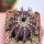UEBELMANNIA pectinifera type form HU 106, Mendanha, 4 cm pot, SEEDLING