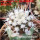 COPIAPOA columna - alba GCG 15329b, f. white spines ex Gerardo Snicer, illustrative photo