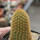 BRACHYCEREUS nesioticus 6,5 cm pot, clone P2, own roots, rooted cutting