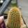 BRACHYCEREUS nesioticus 6,5 cm pot, clone P2, own roots, rooted cutting