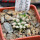 MAMMILLARIA bertholdii GCG 10006, 5 cm pot, 2 pcs. SEEDLINGS