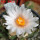ARIOCARPUS bravoanus VM 288, f. white flower, F3 gener., SEEDLING
