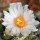 ARIOCARPUS bravoanus VM 288, f. white flower, F3 gener., SEEDLING