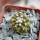 COPIAPOA columna - alba GCG 15329b, f. white spines ex Gerardo Snicer, seedling