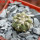 COPIAPOA columna - alba GCG 15329b, f. white spines ex Gerardo Snicer, seedling