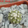 COPIAPOA columna - alba GCG 15329b, f. white spines ex Gerardo Snicer, seedling