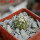 COPIAPOA columna - alba GCG 15329b, f. white spines ex Gerardo Snicer, seedling
