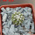 COPIAPOA columna - alba GCG 15329b, f. white spines ex Gerardo Snicer, seedling