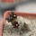 PSEUDOLITHOS dodsonianus, 5 cm pot, own roots, rooted offset