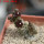 PSEUDOLITHOS dodsonianus, 5 cm pot, own roots, rooted offset