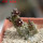 PSEUDOLITHOS dodsonianus, 5 cm pot, own roots, rooted offset