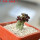 PSEUDOLITHOS dodsonianus, 5 cm pot, own roots, rooted offset