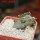 PSEUDOLITHOS dodsonianus, 5 cm pot, own roots, rooted offset