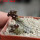 PSEUDOLITHOS dodsonianus, 5 cm pot, own roots, rooted offset