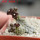 PSEUDOLITHOS dodsonianus, 5 cm pot, own roots, rooted offset