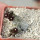 PSEUDOLITHOS dodsonianus, 5 cm pot, own roots, rooted offset