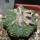 AZTEKIUM ritteri f. rotundum GCG 10005, El Barreal, 5 cm pot, 2,3 cm SEEDLING