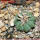 AZTEKIUM ritteri f. rotundum GCG 10005, El Barreal, 5 cm pot, 2,4 cm SEEDLING