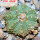 AZTEKIUM ritteri f. rotundum GCG 10005, El Barreal, 5 cm pot, 2 cm SEEDLING
