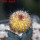 UEBELMANNIA pectinifera var. inhaiensis n.n. RNK 11 f. Aurea, Boa Vista, Inhaí, grafted plant