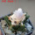 ARIOCARPUS bravoanus VM 288, f. white flower, F3 gener., 5 cm pot, SEEDLING